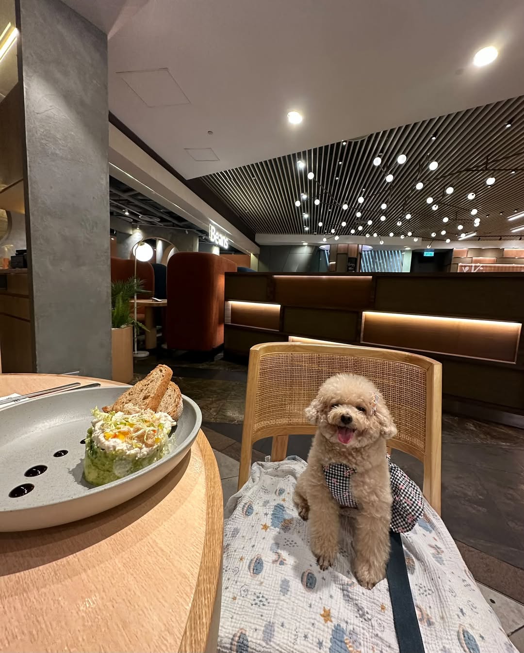 狗狗在朗豪坊荳子室內用餐